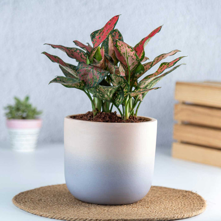 Caryo Shaded Pink Terracotta Planter