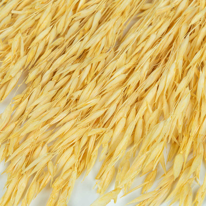 Yellow Natural Dried Havana Grass Bundle