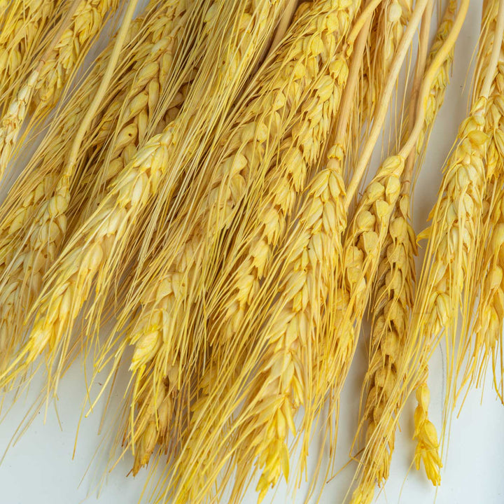 Yellow Natural Dried Wheat Grass Bundle