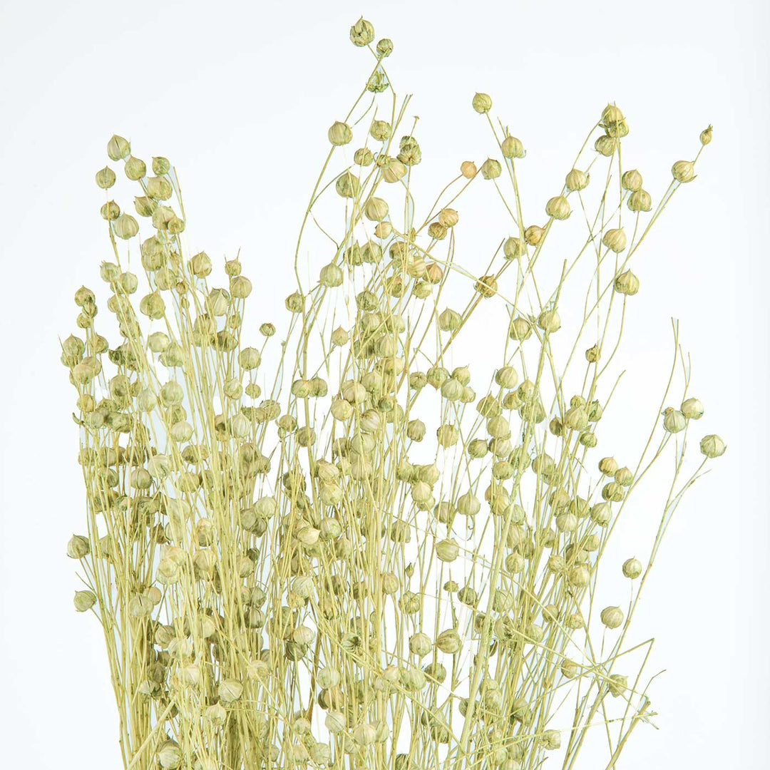 Green Natural Dried Tishi Grass