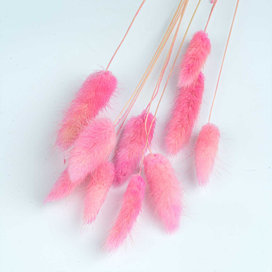 Pink Natural Dried Bunnytail/Lagarus Bundle