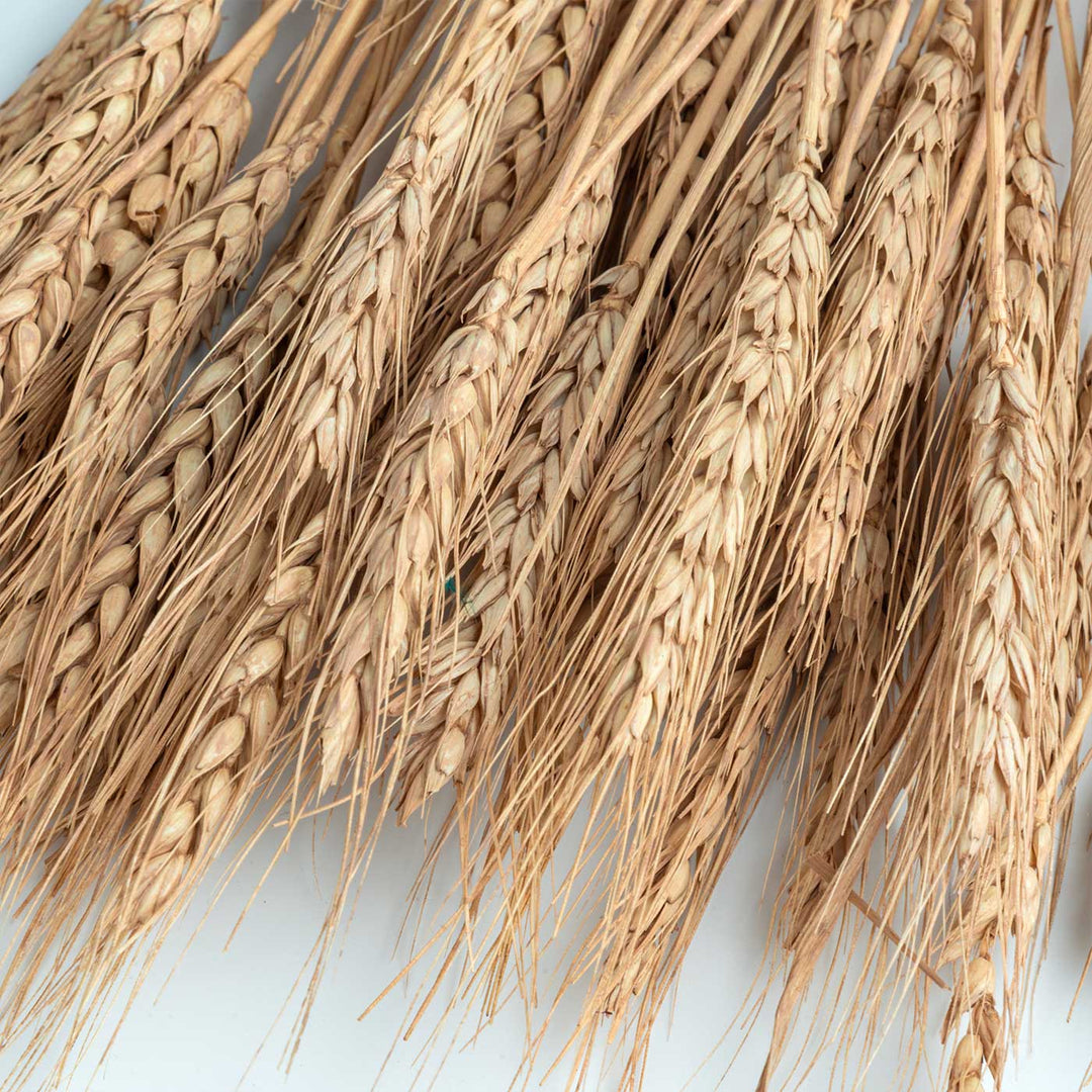 Brown Natural Dried Wheat Grass Bundle