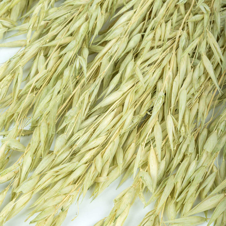 Green Natural Dried Havana Grass Bundle