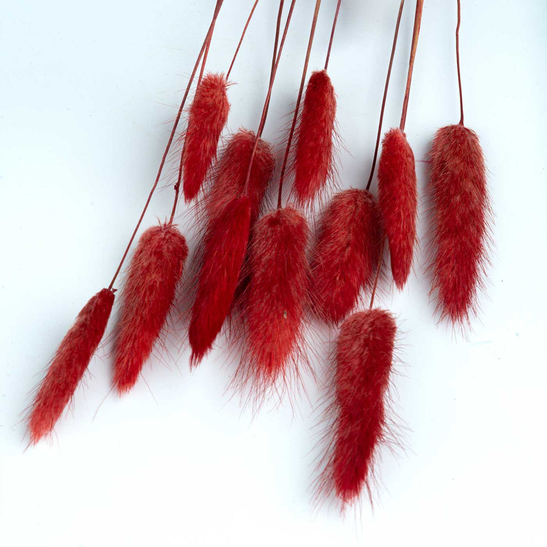 Red Natural Dried Bunnytail/Lagarus Bundle