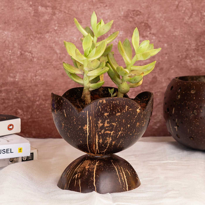 Tiny Succelent Coconut Shell Planter Pot