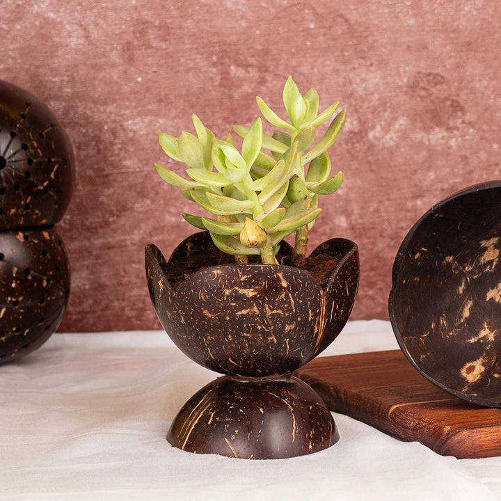 Tiny Succelent Coconut Shell Planter Pot