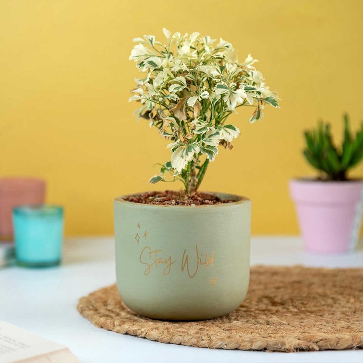 Stay Wild Terracotta Planter