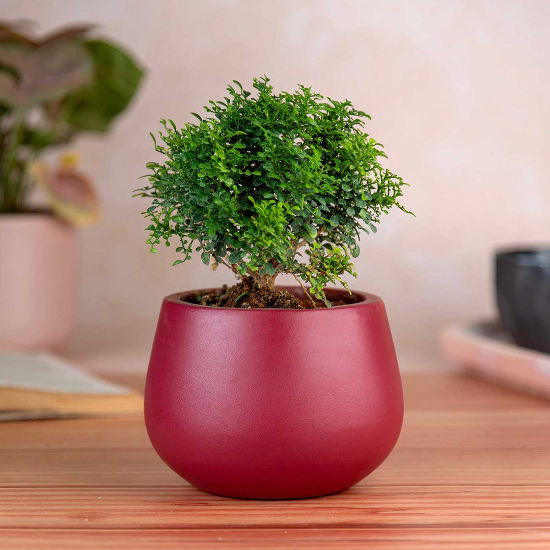 Minimal Maroon Terracotta Planter