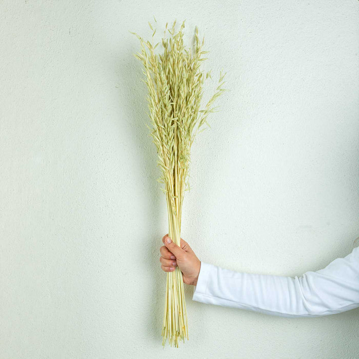 Green Natural Dried Havana Grass Bundle