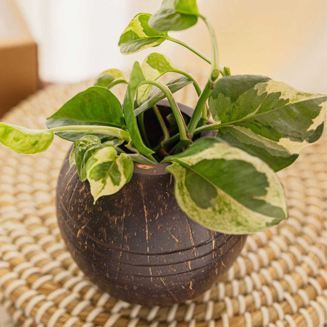 Eco-Friendly Handmade Three Line Coconut Shell Planter Pot