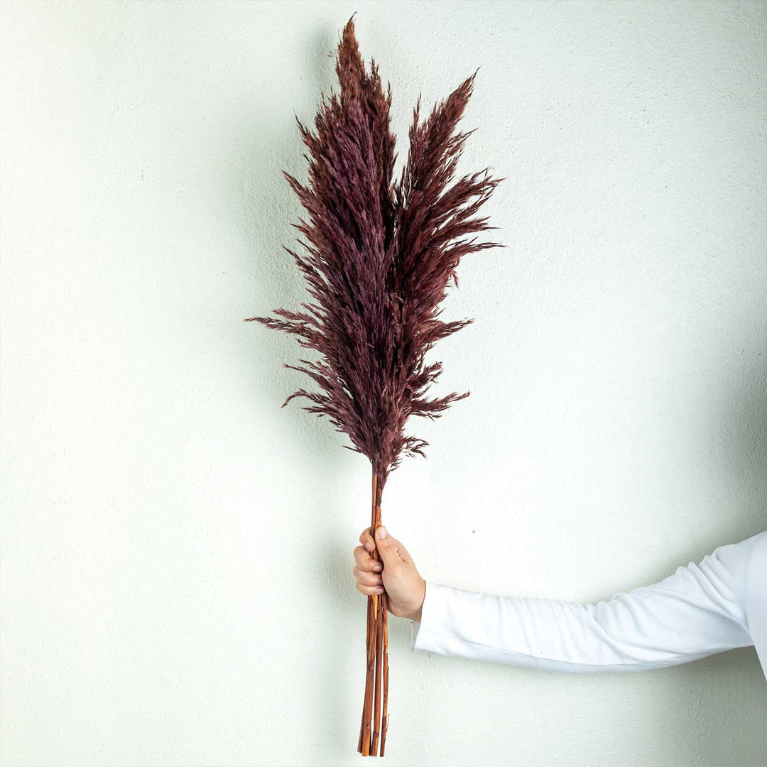 Dark Brown Natural Dried Pampas Grass Bundle