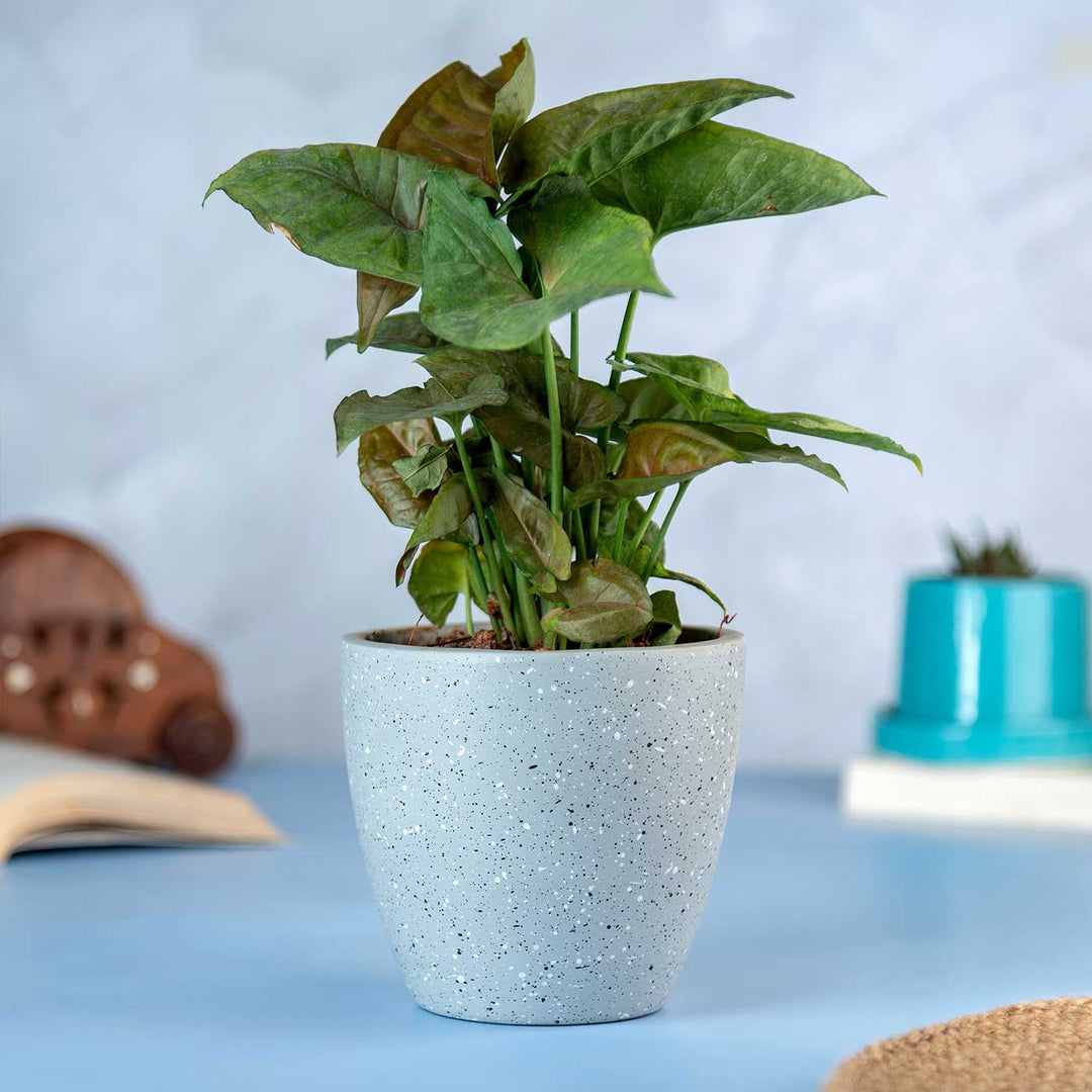 Grey Galaxy Terracotta Planter Pot