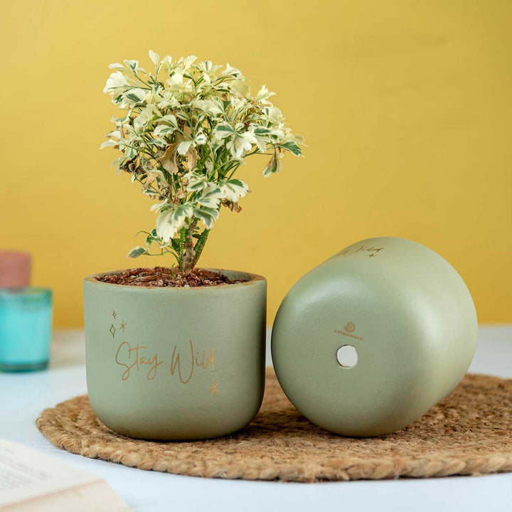 Stay Wild Terracotta Planter