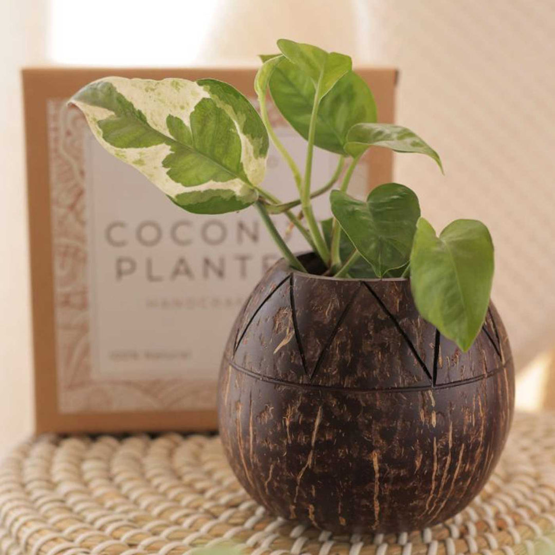 Eco-Friendly Handmade Zig Zag Coconut Shell Planter Pot