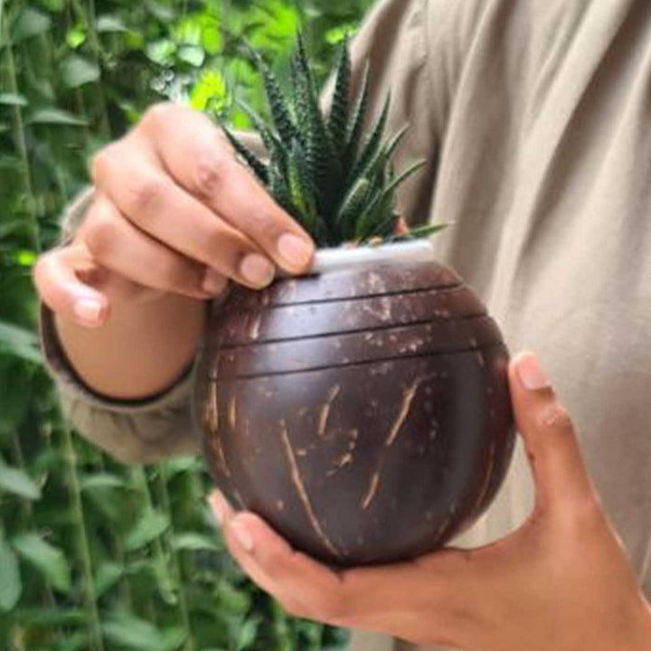 Eco-Friendly Handmade Three Line Coconut Shell Planter Pot