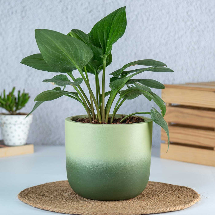 Caryo Shaded Green Terracotta Planter