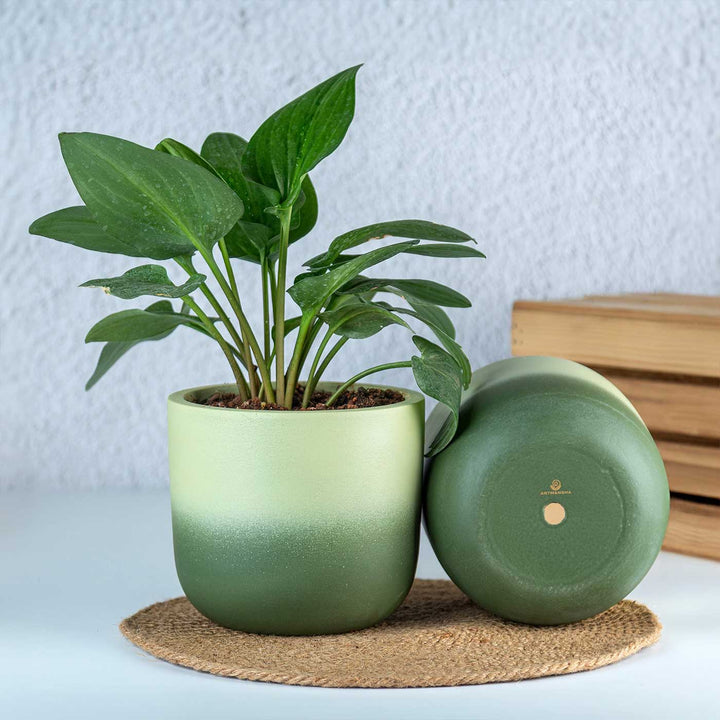 Caryo Shaded Green Terracotta Planter