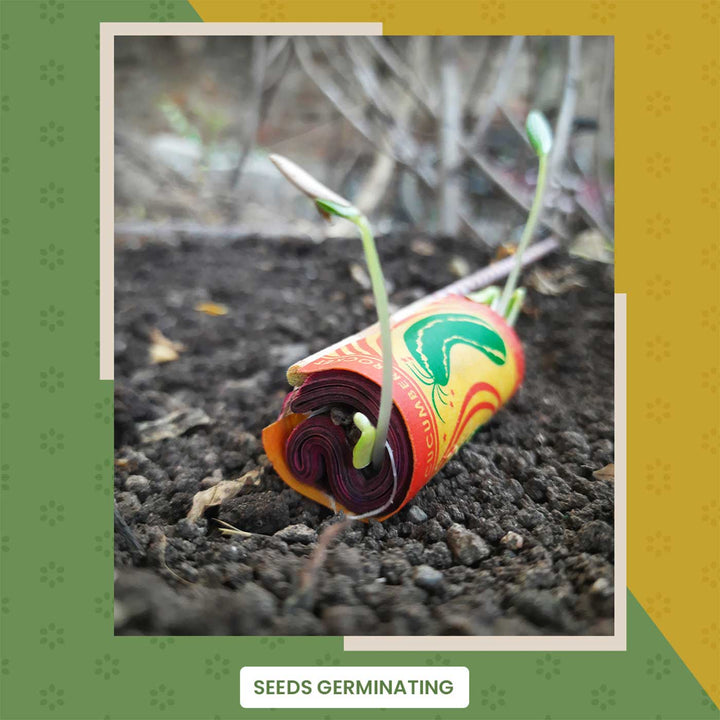 Handmade Beej Patakha Grow Kit