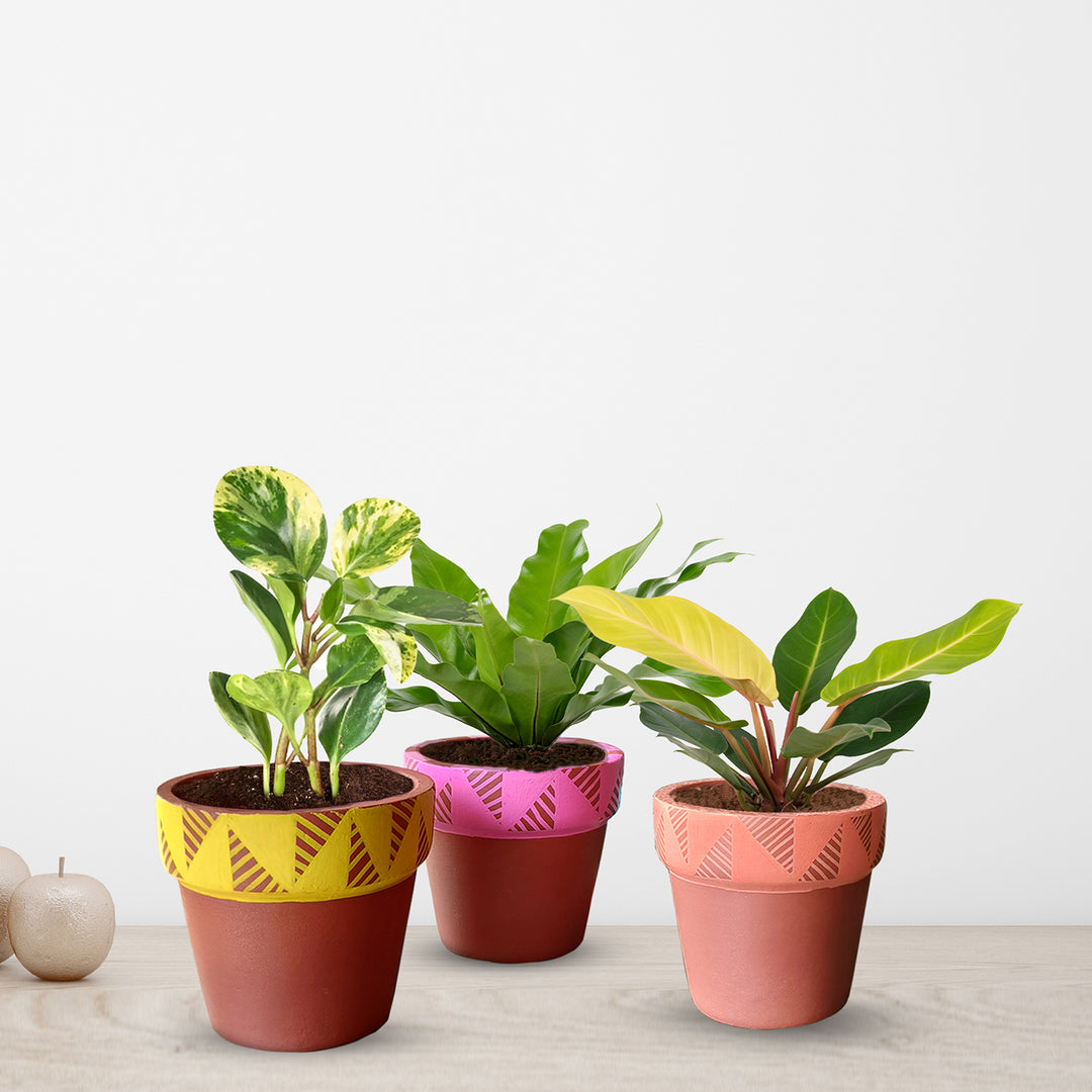 Handpainted Terracotta Colour Pop Planter Pot (Set of 3)